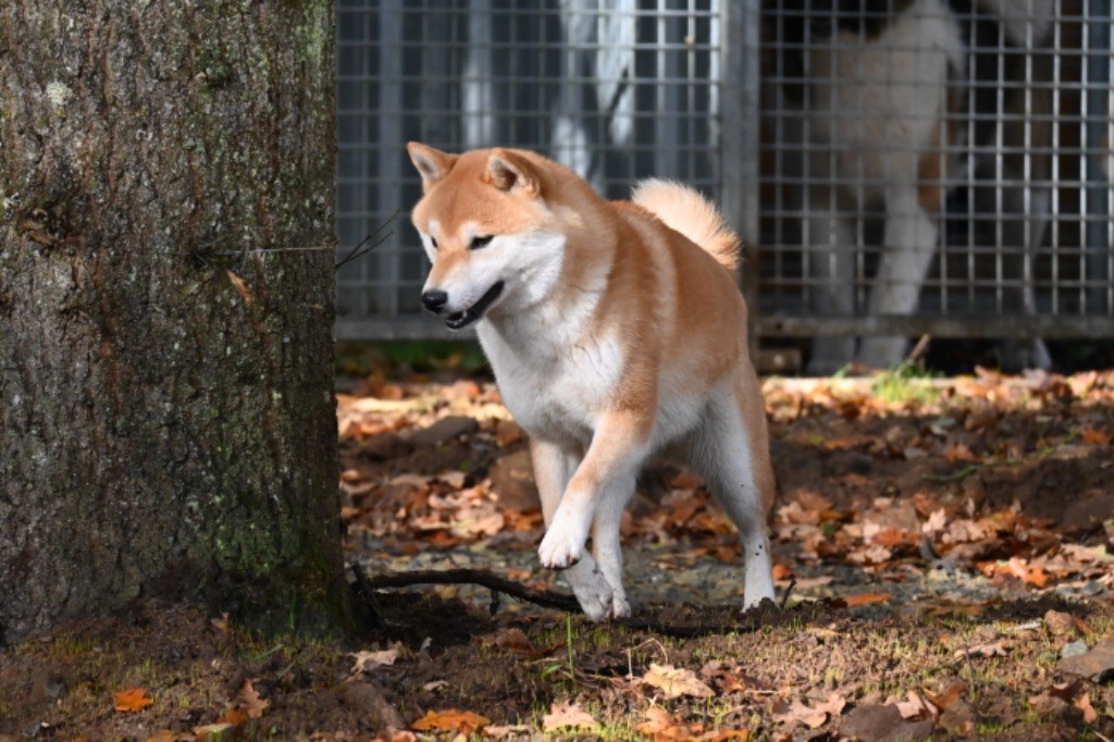 Hoxakam Shaolin