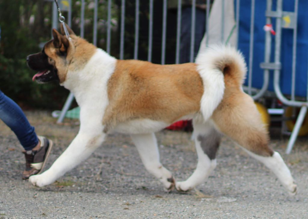 American akita hot sale mustang