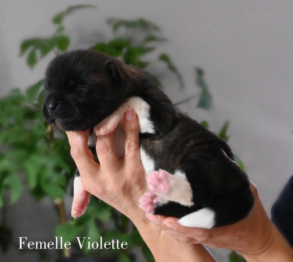 Something Paint - Chiot disponible  - Akita americain