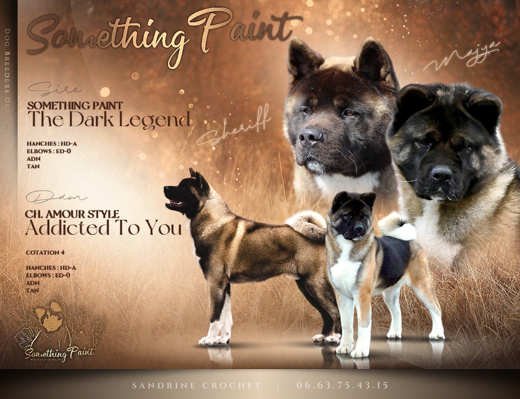 chiot Akita americain Something Paint