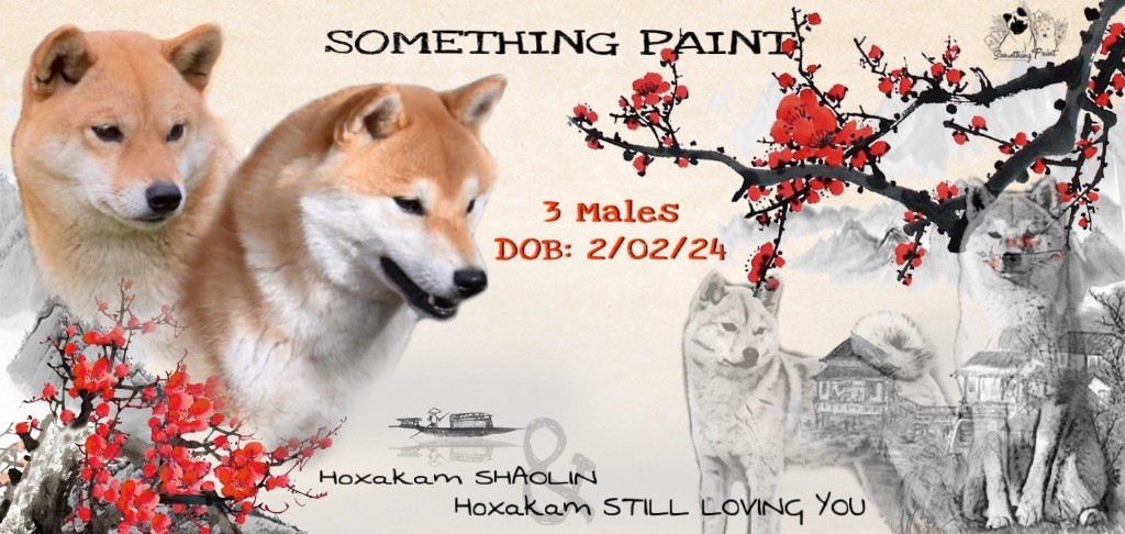 chiot Shiba Something Paint