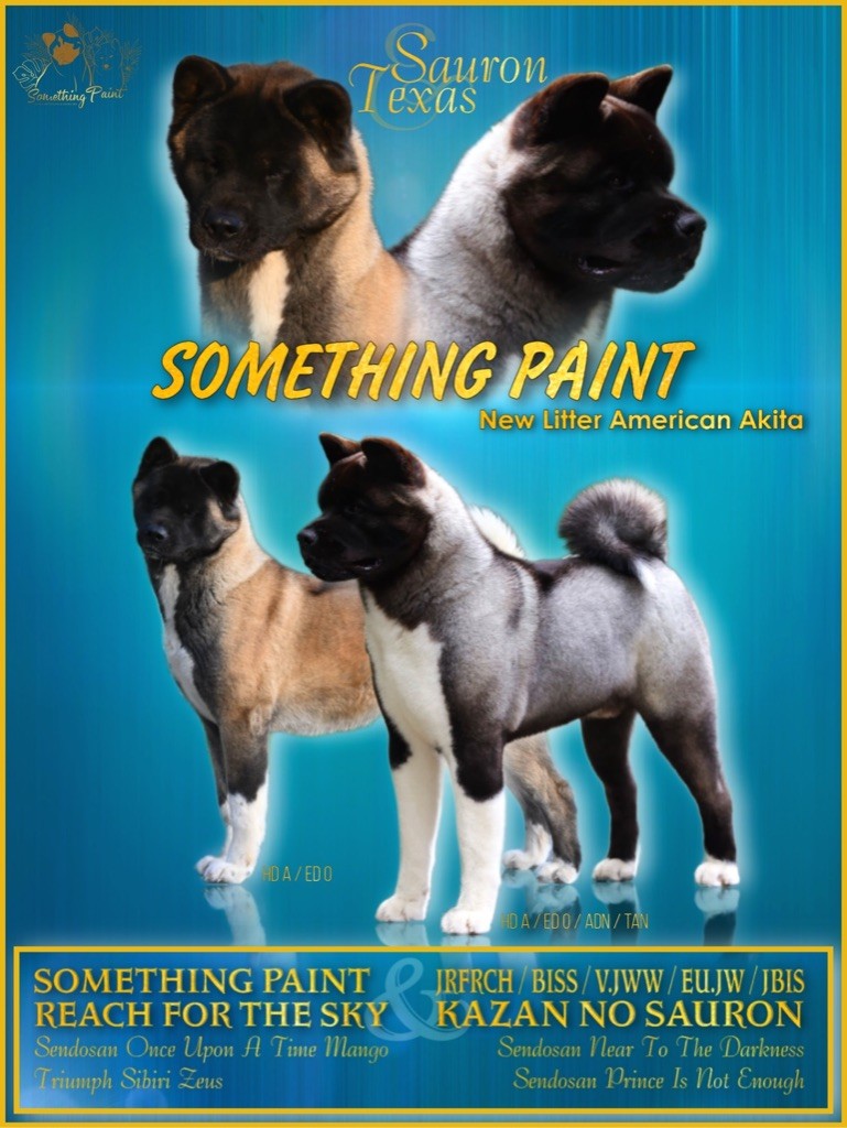 chiot Akita americain Something Paint