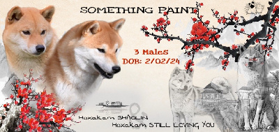 Something Paint - Shiba - Portée née le 02/02/2024