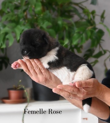 Femelle Rose