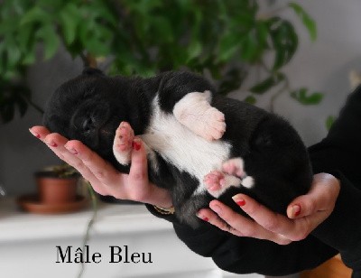 Mâle Bleu