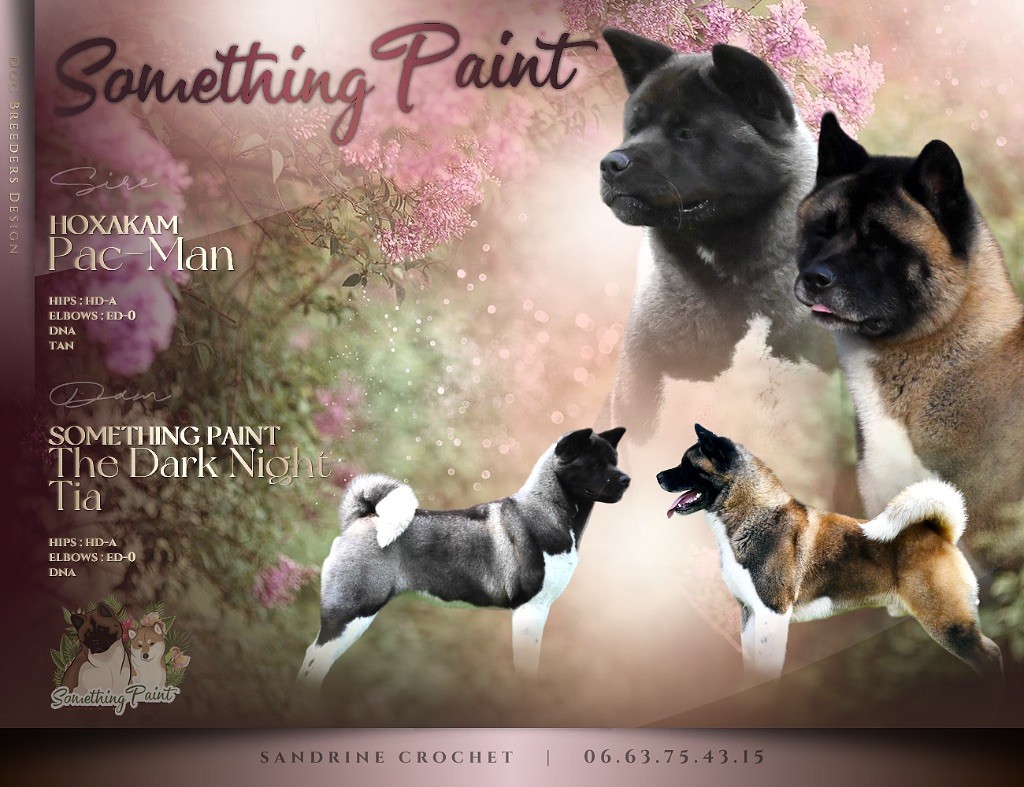 chiot Akita americain Something Paint