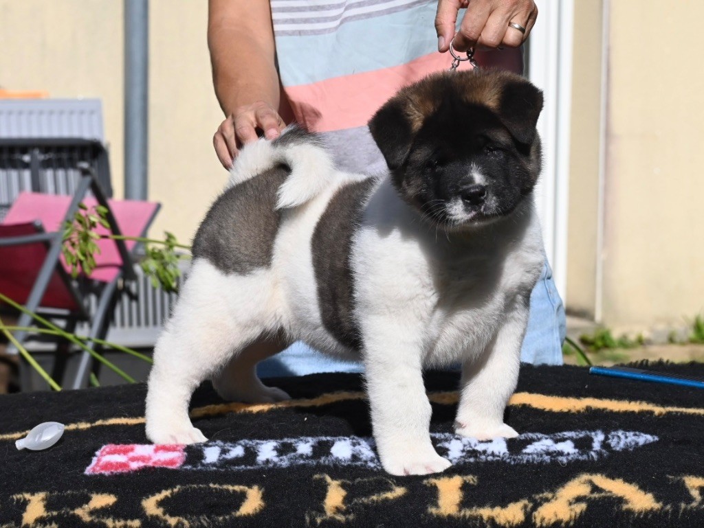 Something Paint - Chiot disponible  - Akita americain