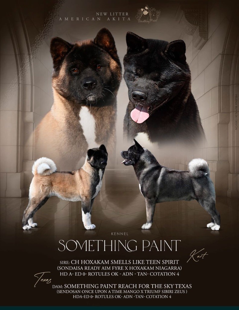 chiot Akita americain Something Paint