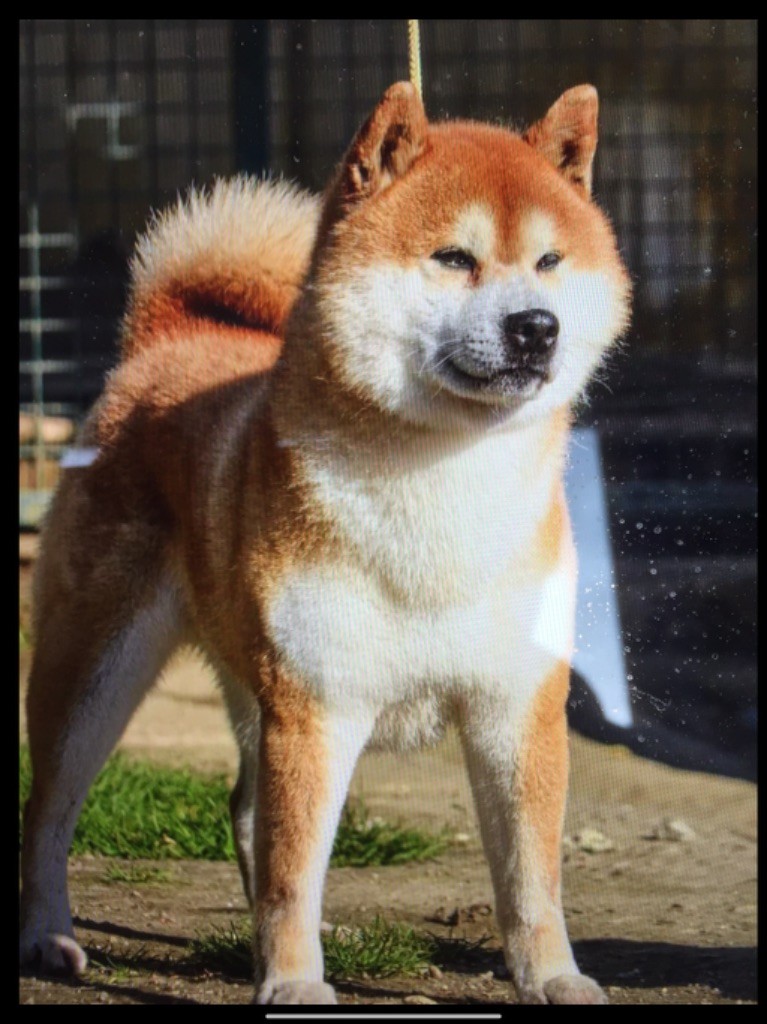 CH. Misuzu no tetsuryuu go chichibu misuzusou