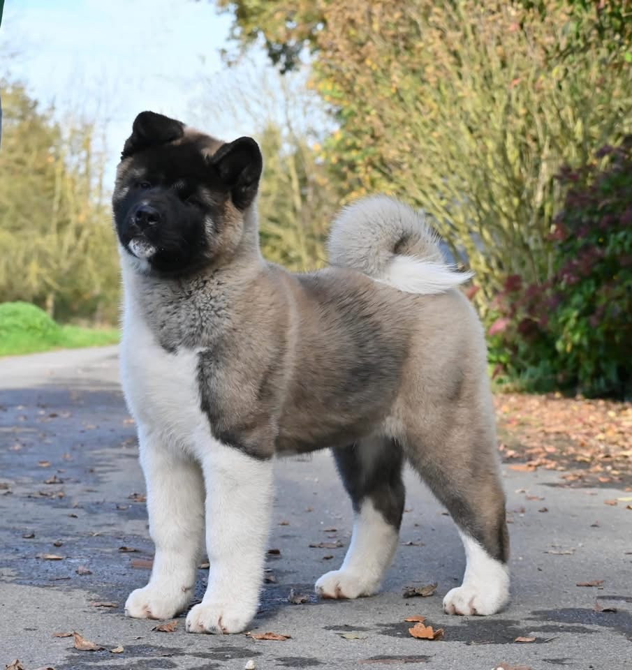 Something Paint American Nightmare