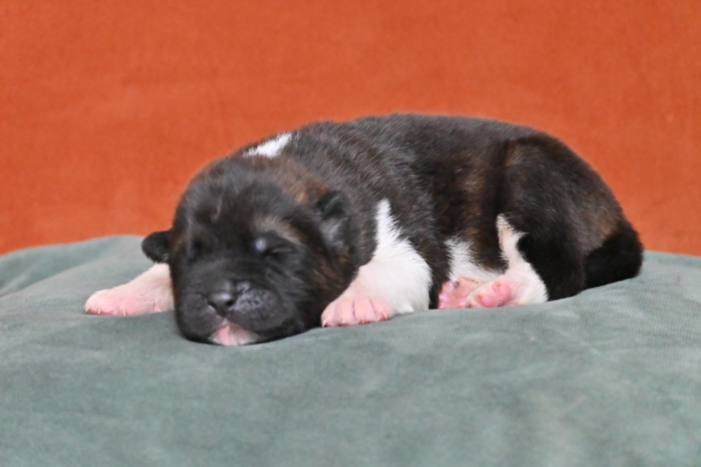 Something Paint - Chiots disponibles - Akita americain