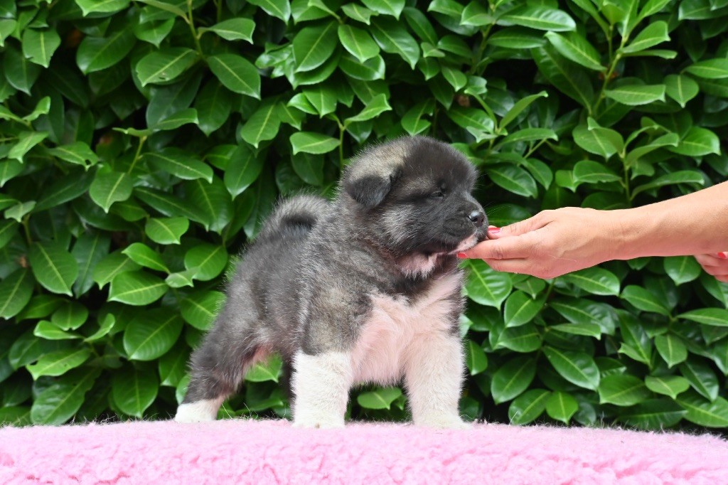 Something Paint - Chiots disponibles - Akita americain