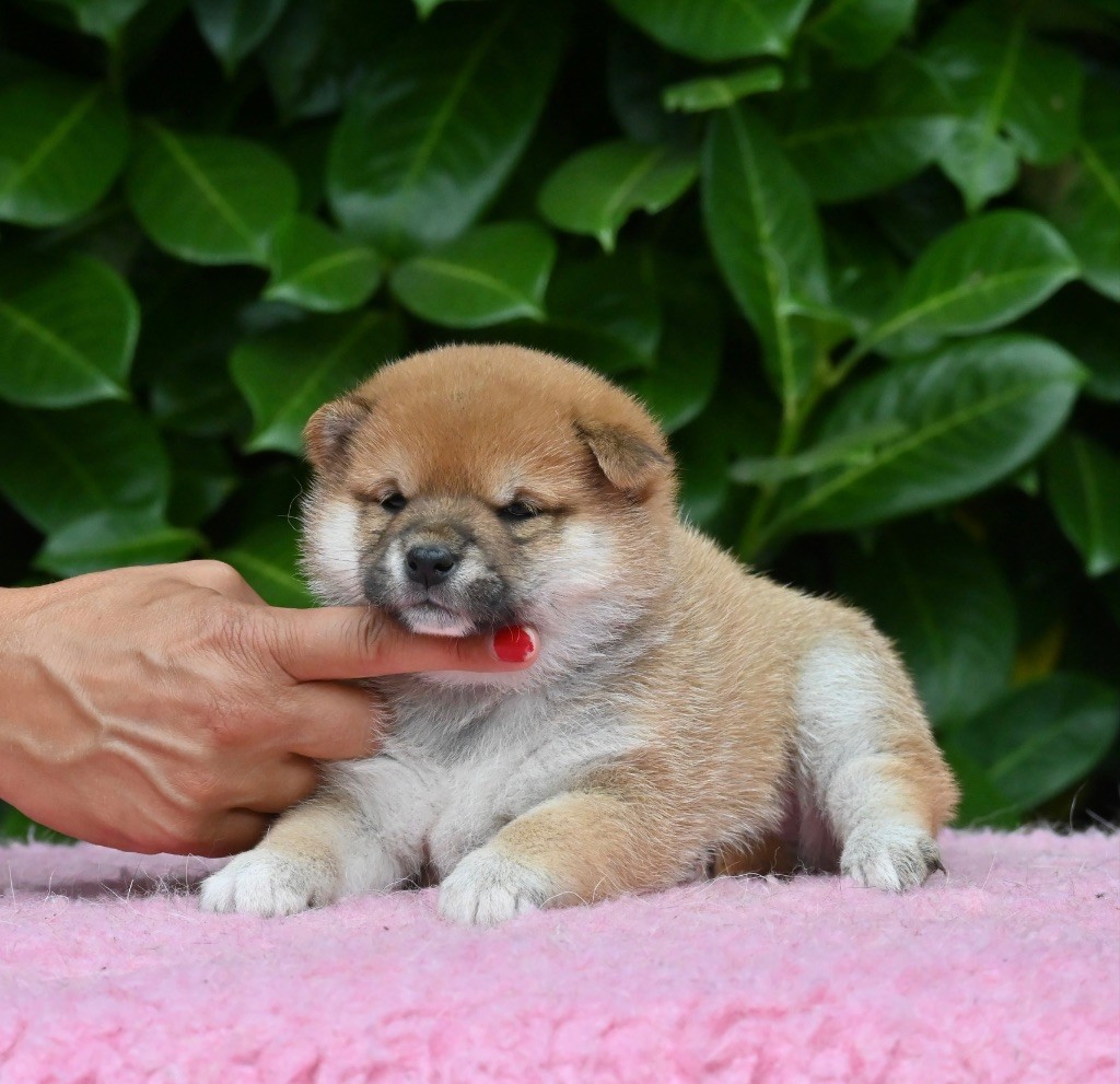 Something Paint - Chiots disponibles - Shiba