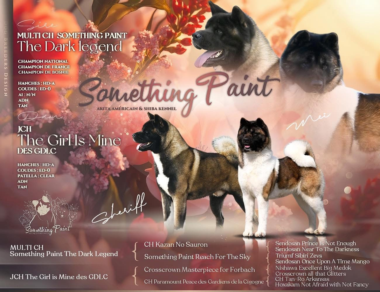 Chiot Akita americain Something Paint