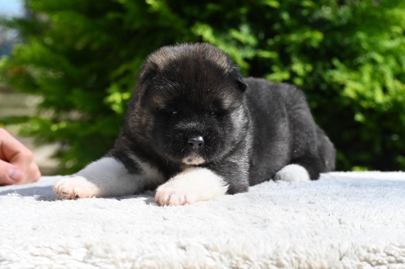 Something Paint - Chiots disponibles - Akita americain