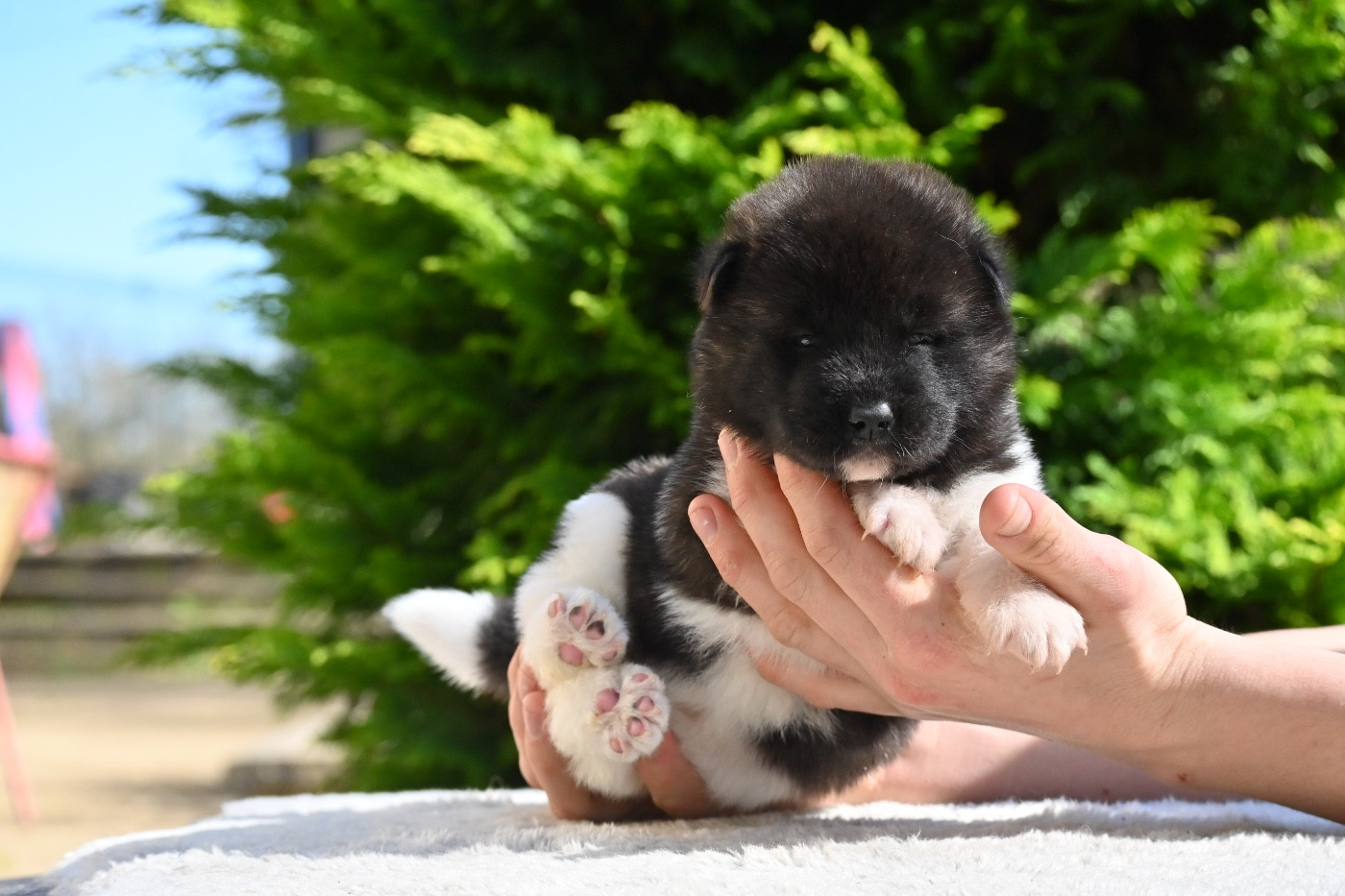 Something Paint - Chiots disponibles - Akita americain