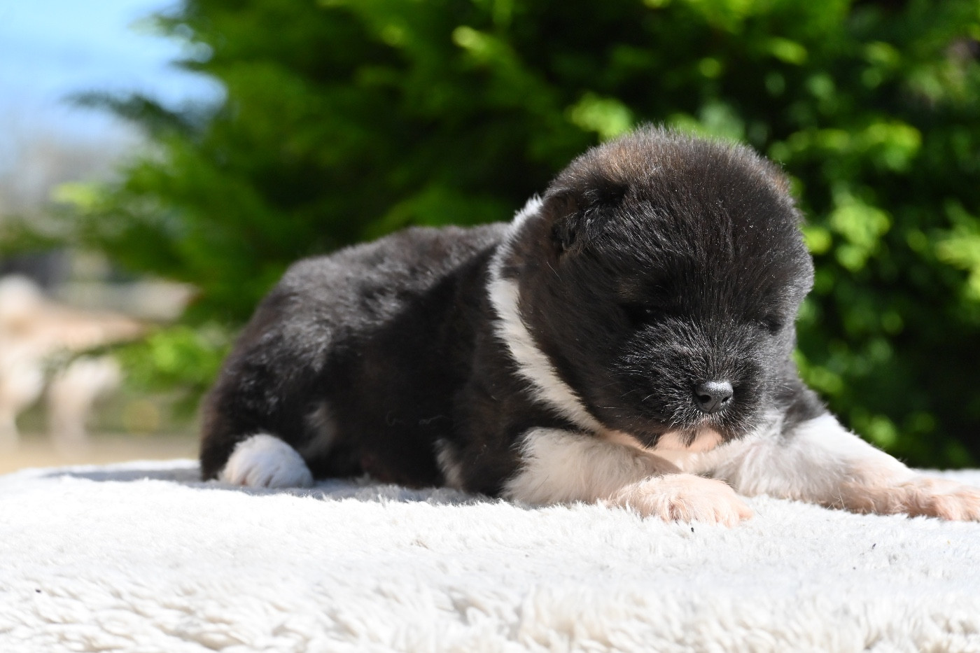 Something Paint - Chiots disponibles - Akita americain