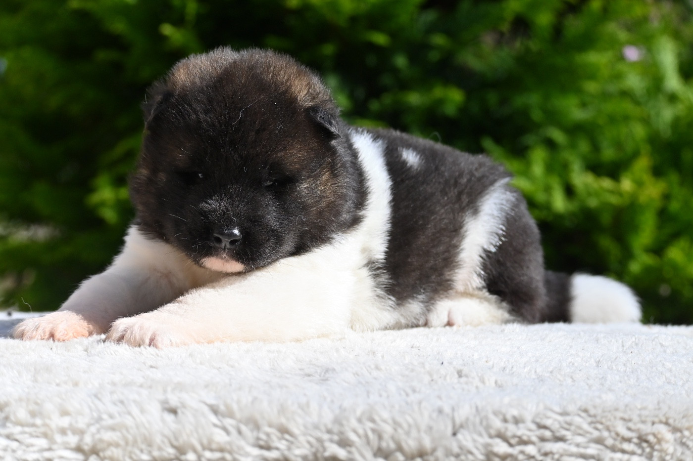Something Paint - Chiots disponibles - Akita americain