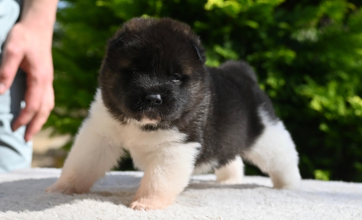 Something Paint - Chiots disponibles - Akita americain