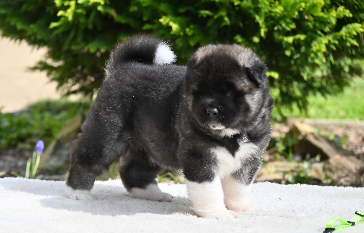 Something Paint - Chiots disponibles - Akita americain