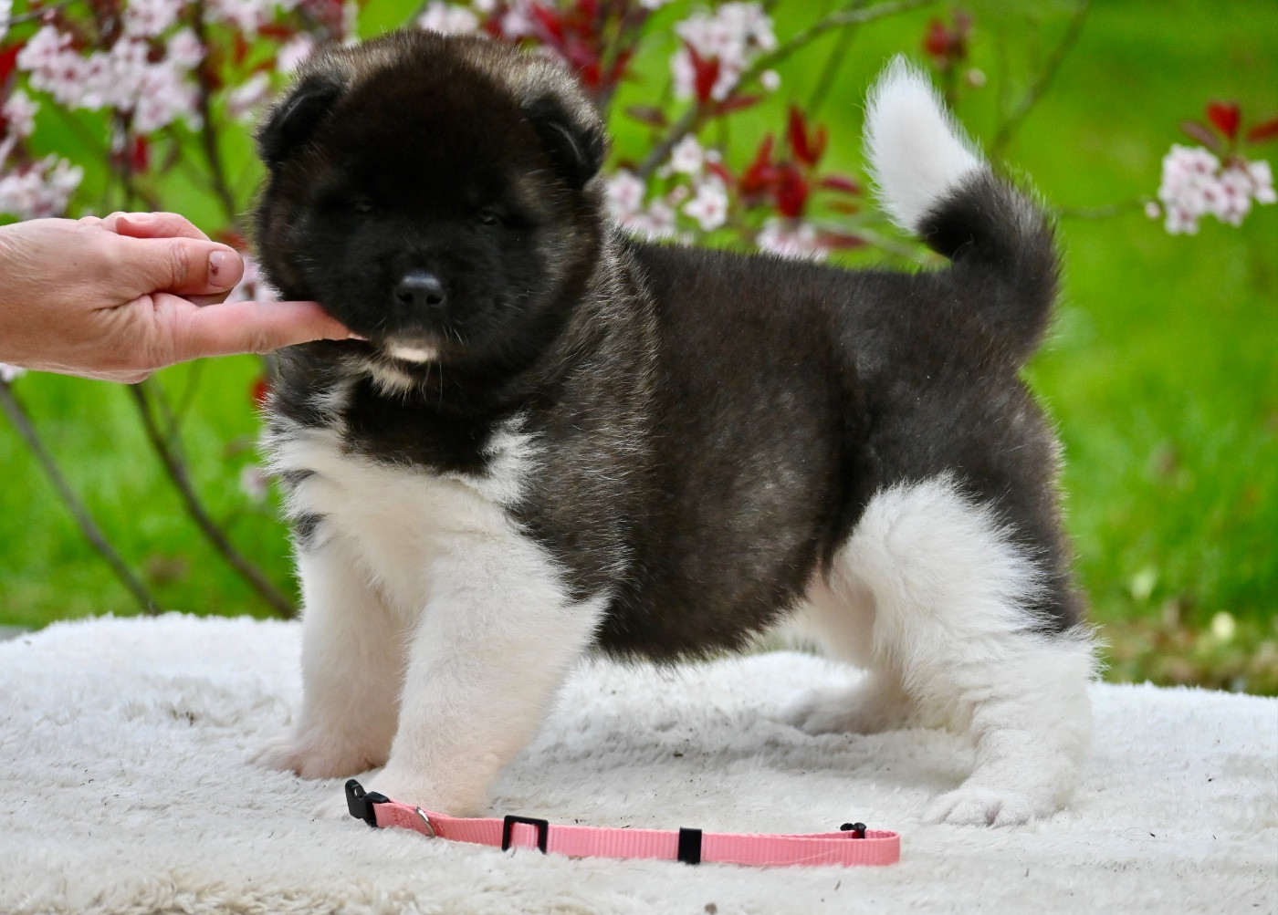 Something Paint - Chiots disponibles - Akita americain