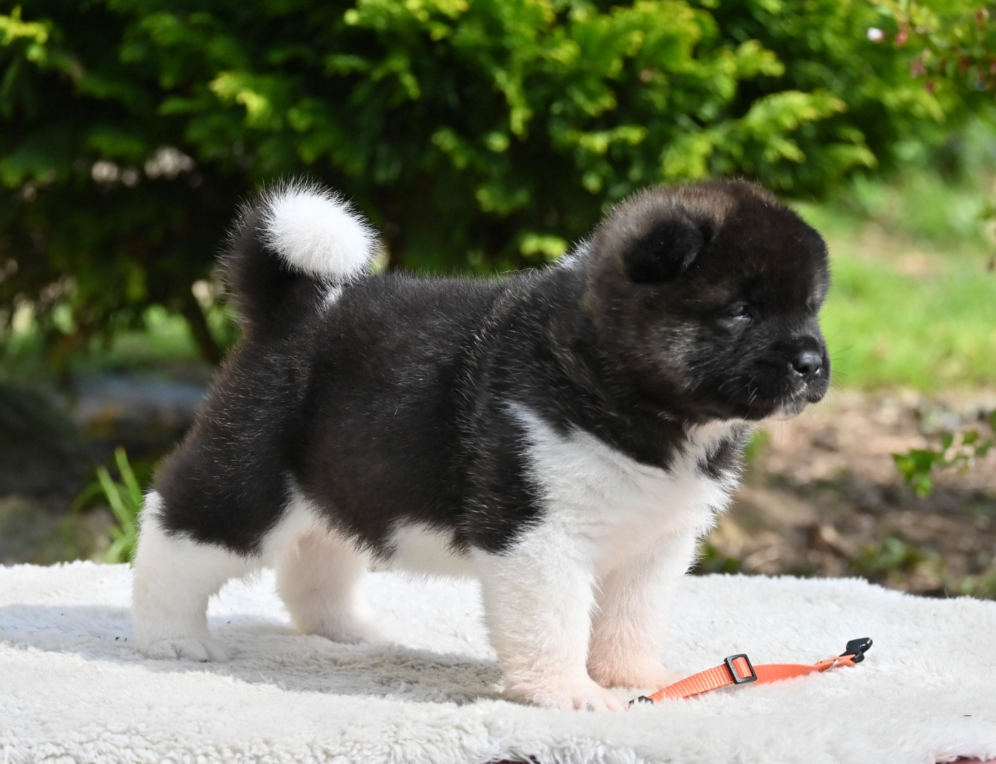 Something Paint - Chiots disponibles - Akita americain