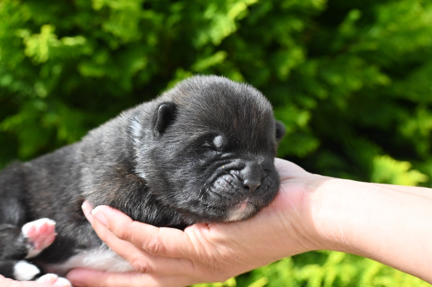 Something Paint - Chiots disponibles - Akita americain