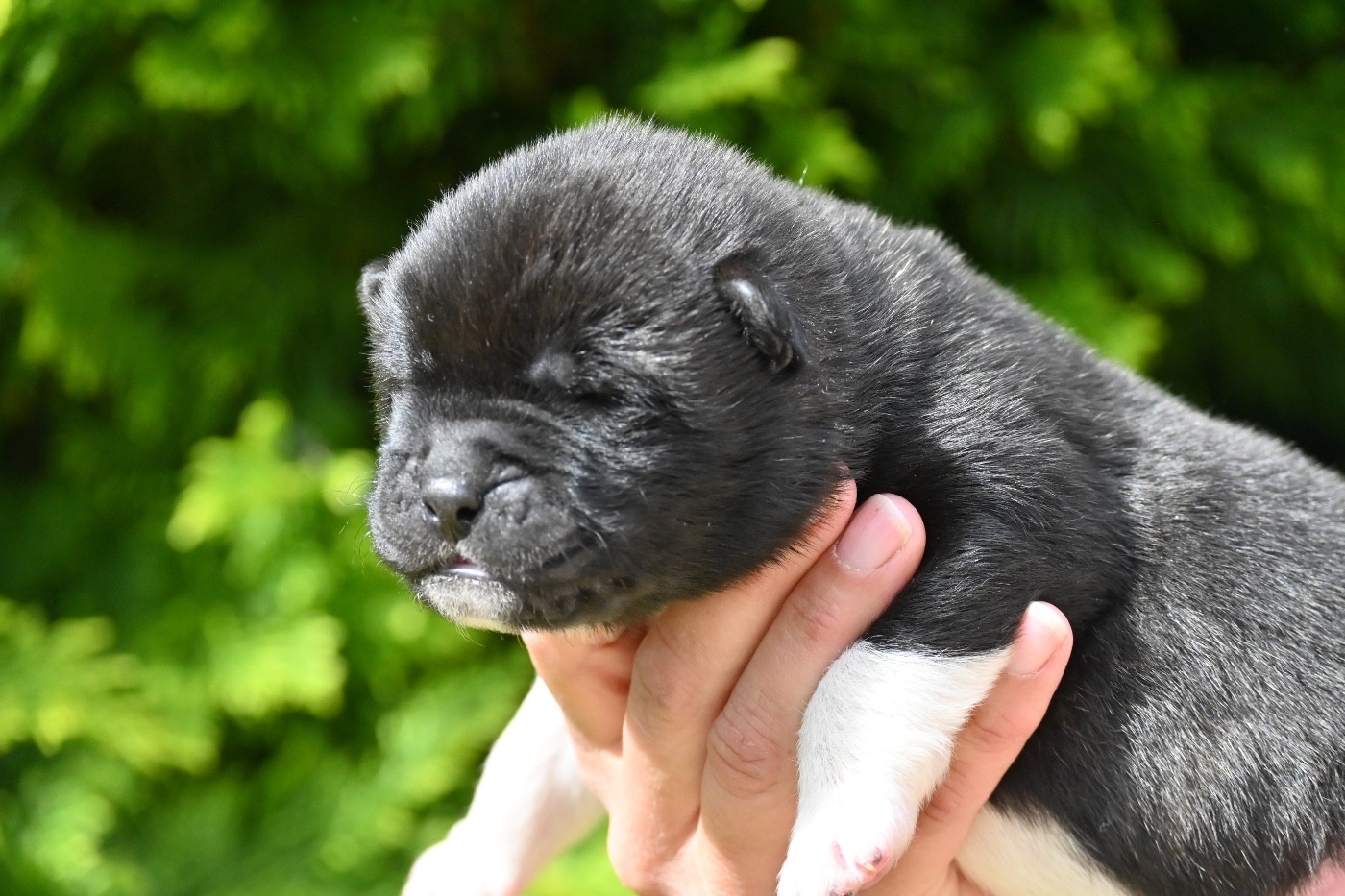 Something Paint - Chiots disponibles - Akita americain