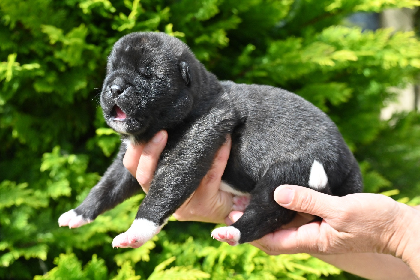 Something Paint - Chiots disponibles - Akita americain