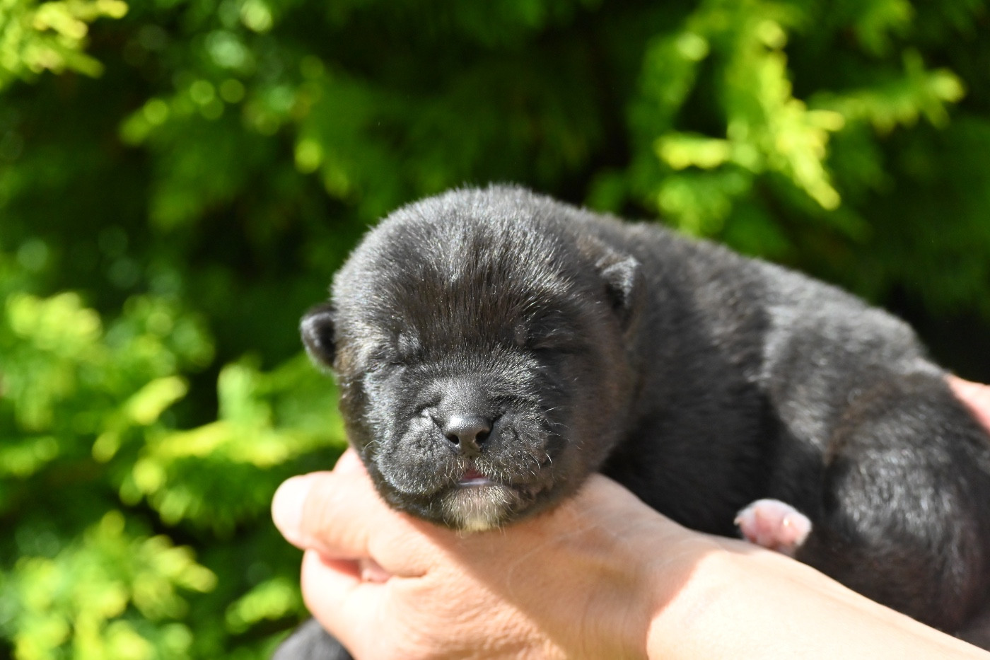 Something Paint - Chiots disponibles - Akita americain