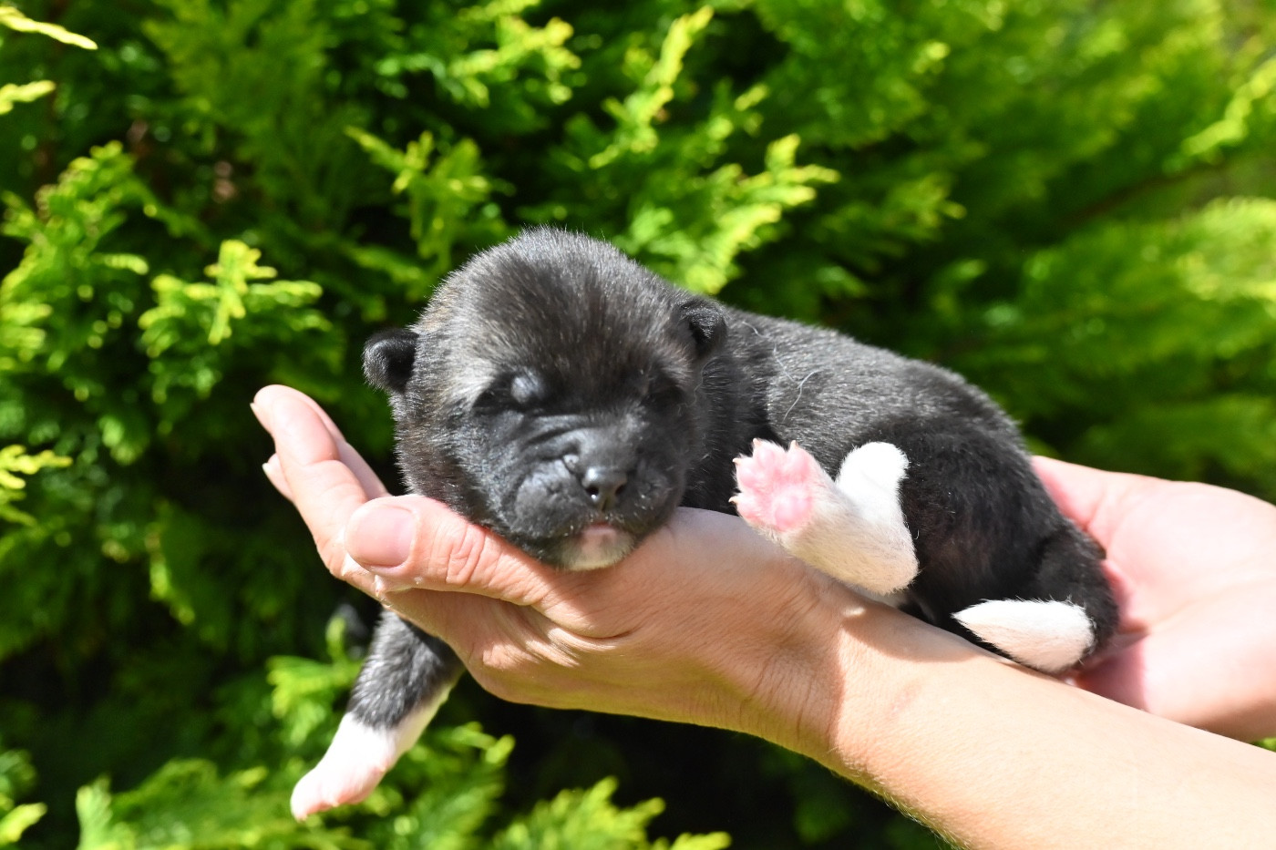 Something Paint - Chiots disponibles - Akita americain