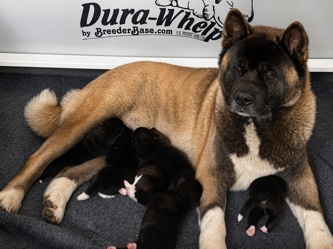 Chiot Akita americain Something Paint