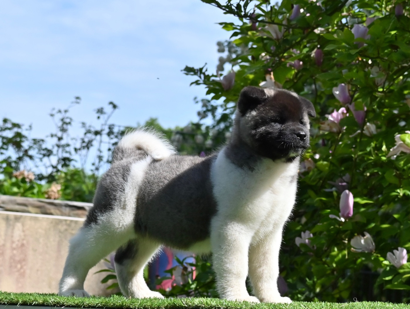 Something Paint - Chiots disponibles - Akita americain