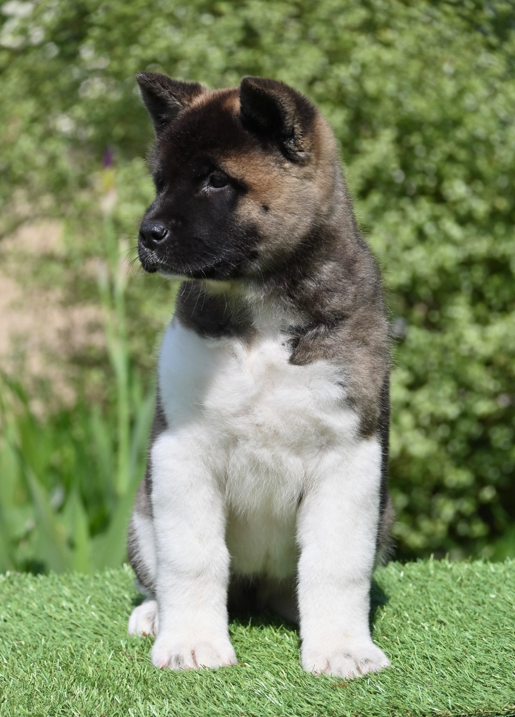 Something Paint - Chiots disponibles - Akita americain