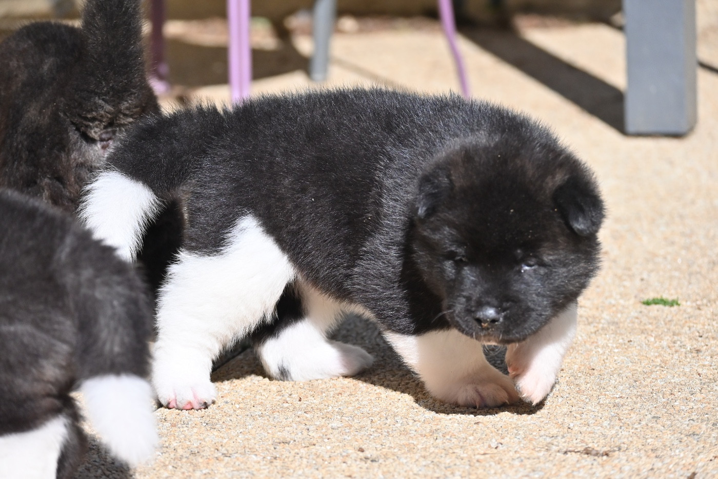 Something Paint - Chiots disponibles - Akita americain