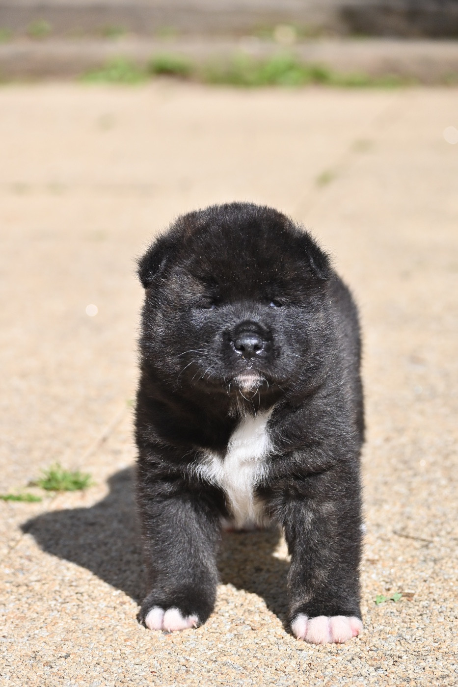 Something Paint - Chiots disponibles - Akita americain