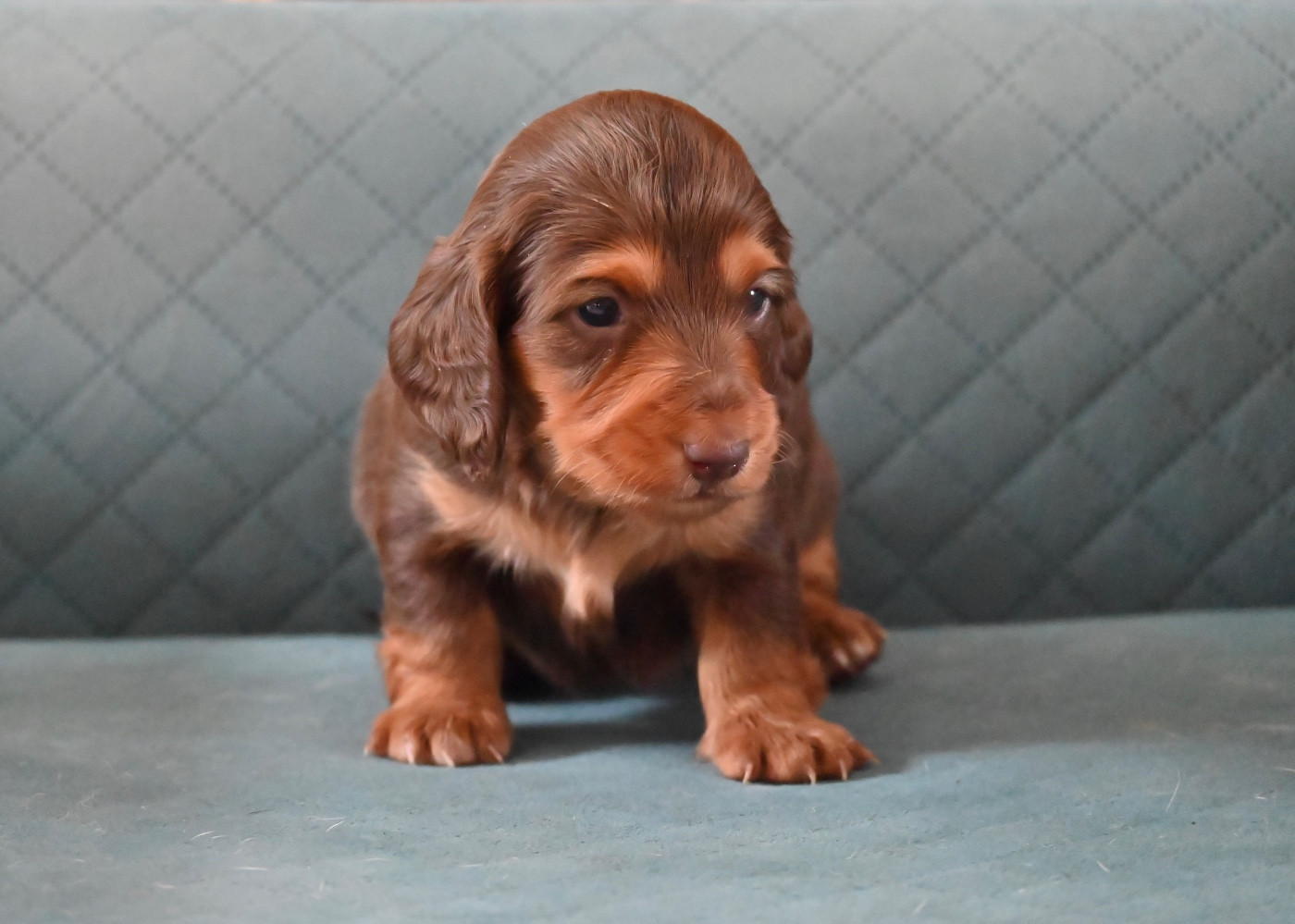Something Paint - Chiots disponibles - Teckel poil long