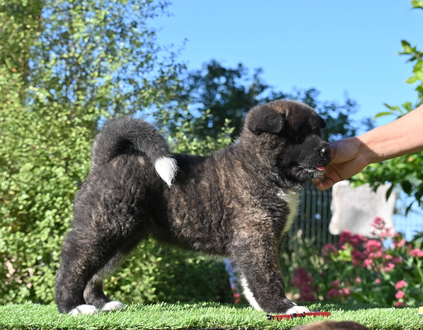 Something Paint - Chiots disponibles - Akita americain