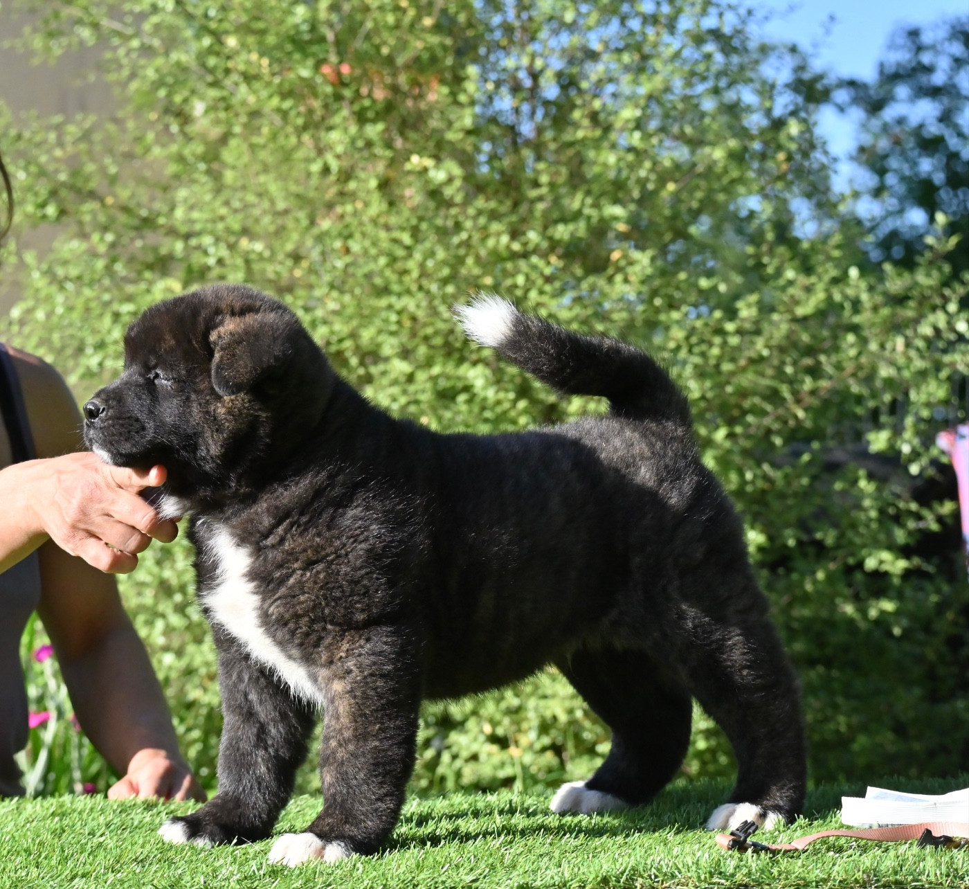 Something Paint - Chiots disponibles - Akita americain