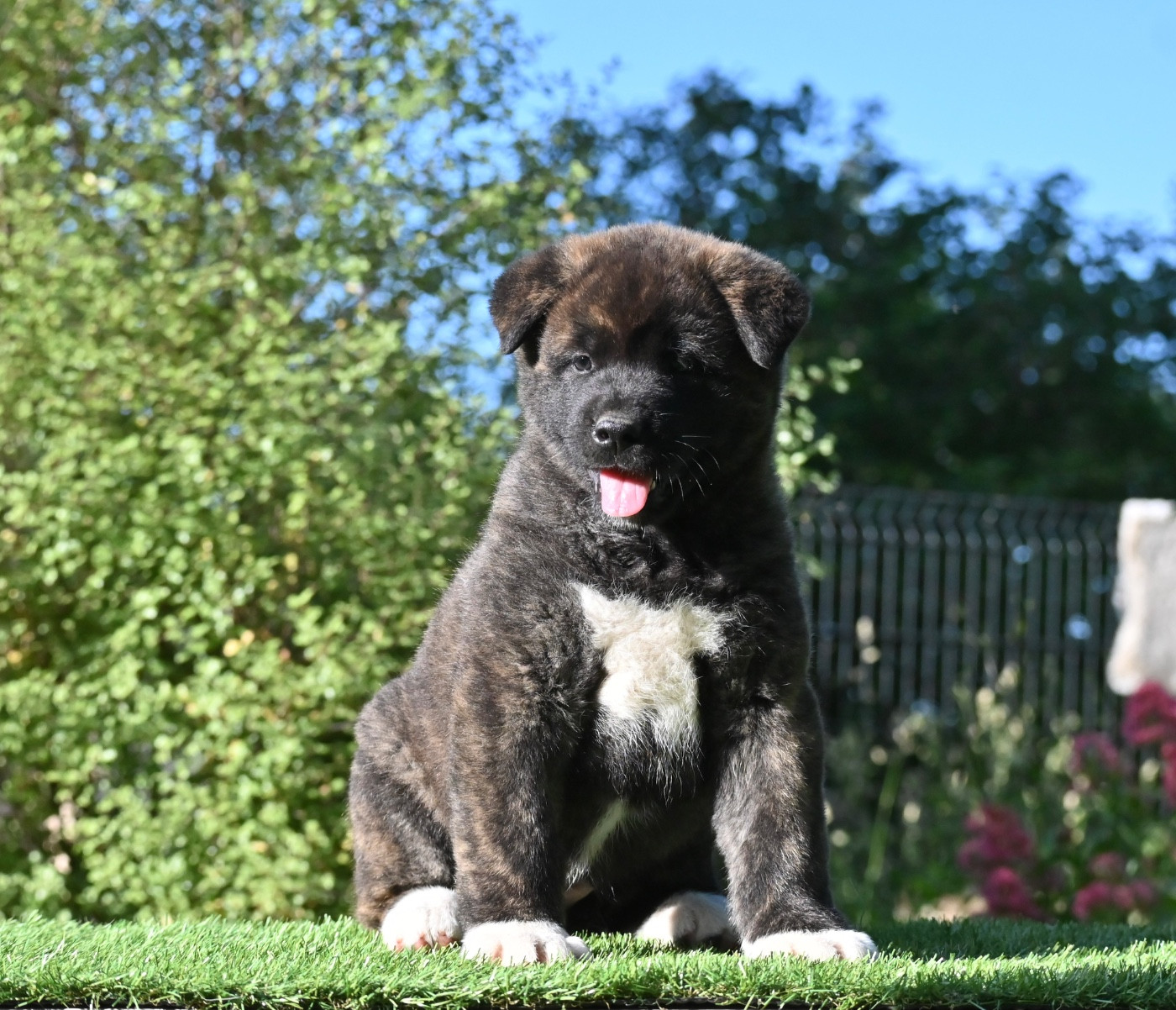 Something Paint - Chiots disponibles - Akita americain