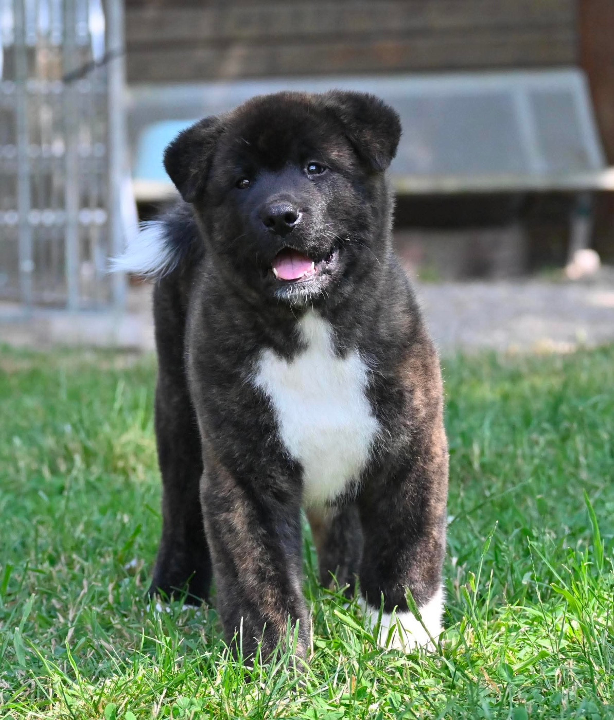 Something Paint - Chiots disponibles - Akita americain