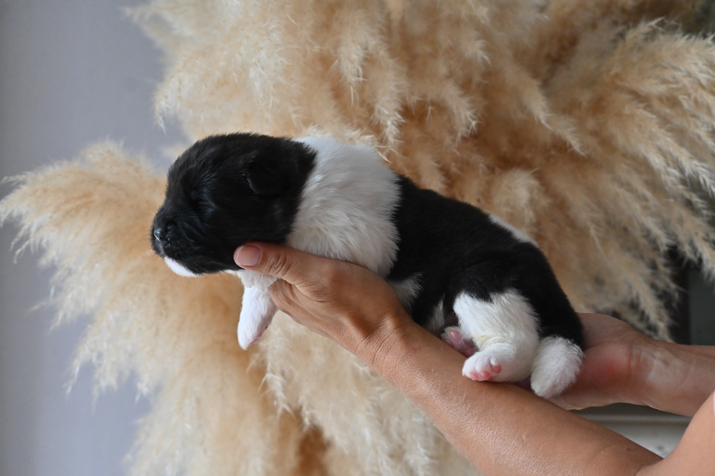 Something Paint - Chiots disponibles - Akita americain