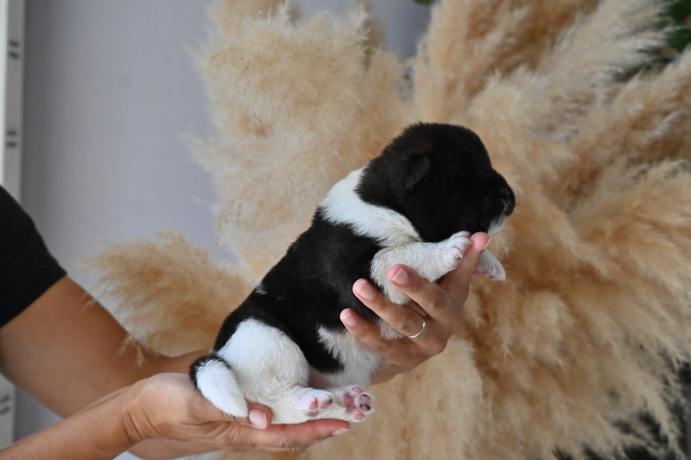 Something Paint - Chiots disponibles - Akita americain
