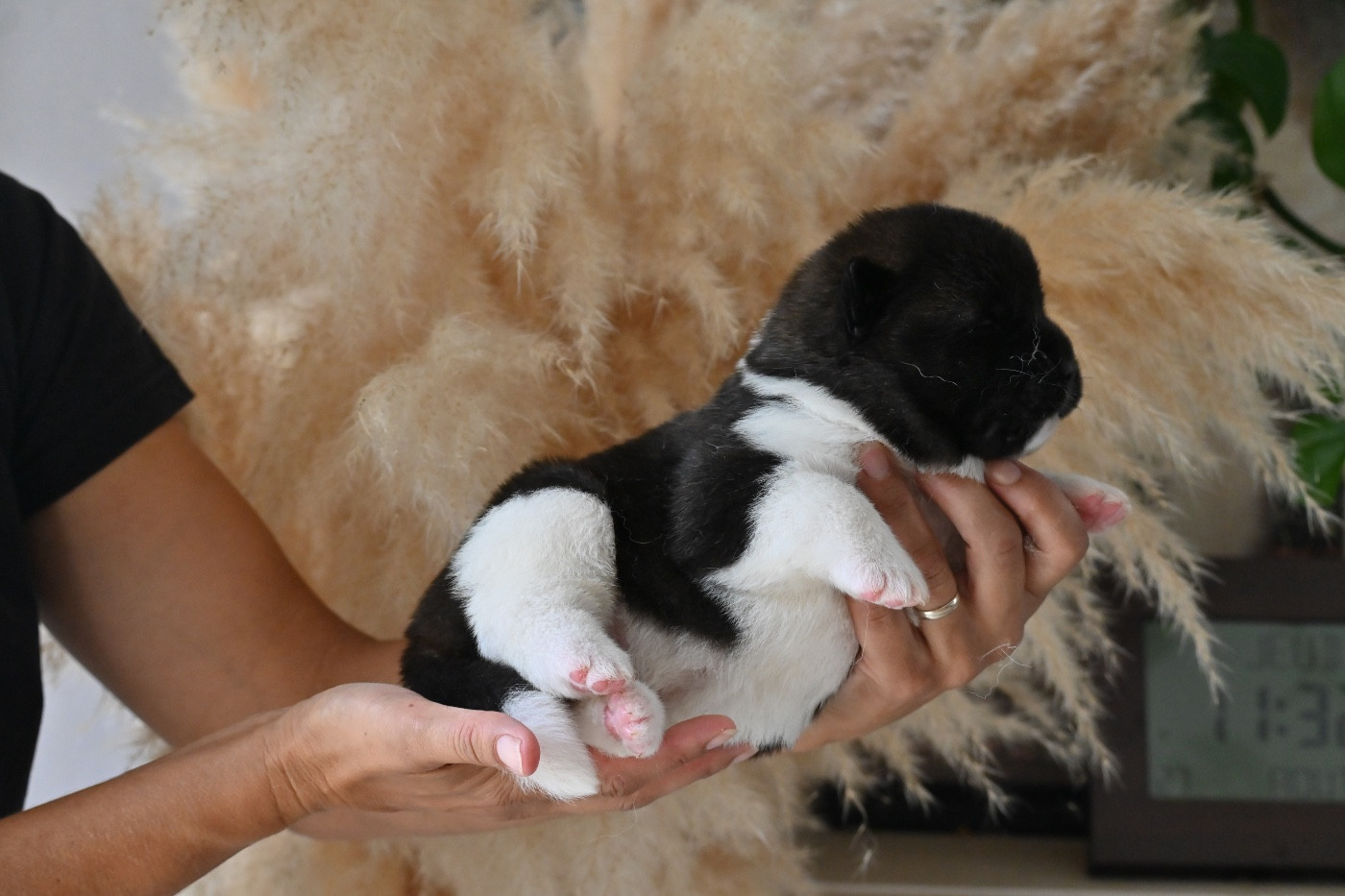 Something Paint - Chiots disponibles - Akita americain