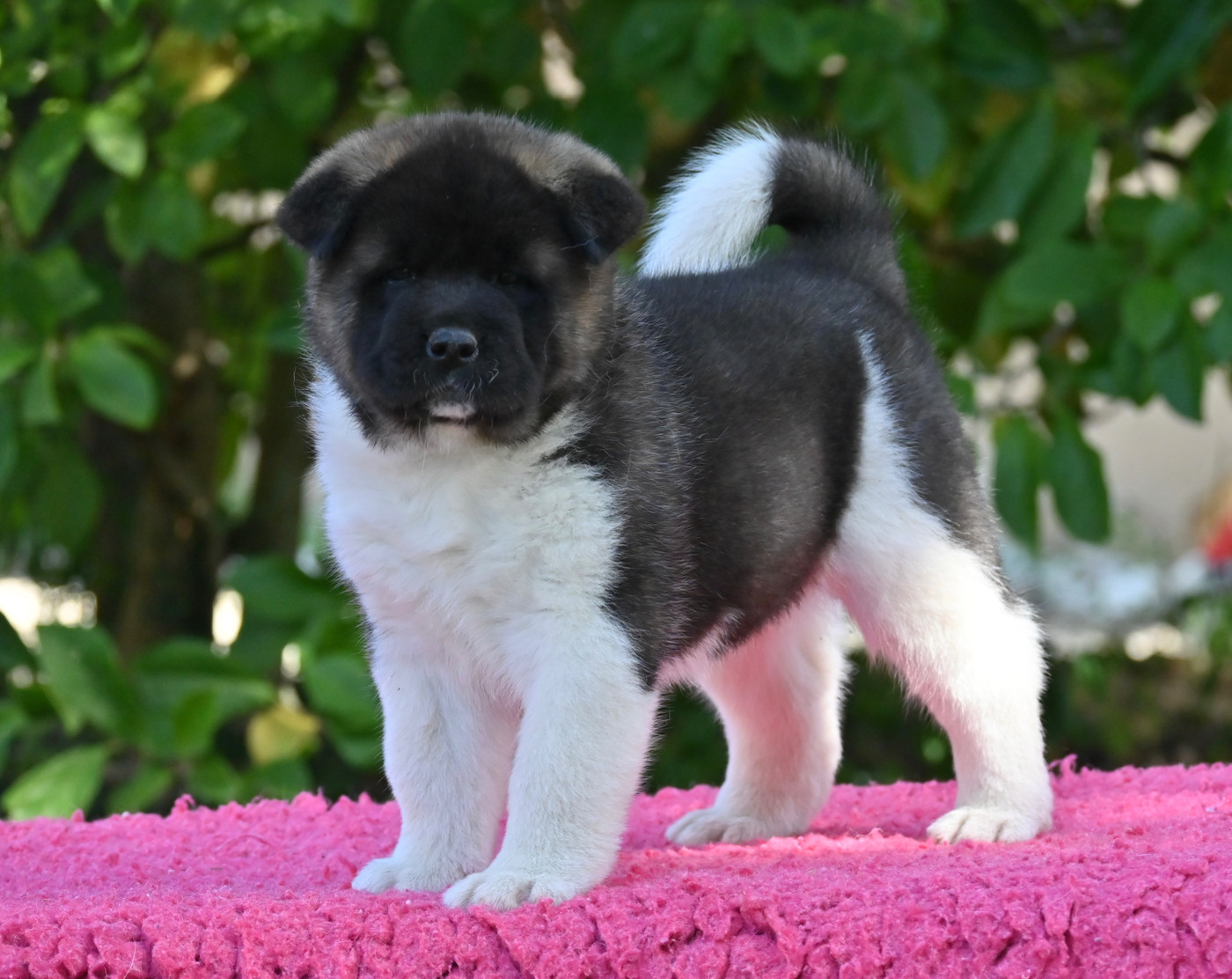 Something Paint - Chiots disponibles - Akita americain