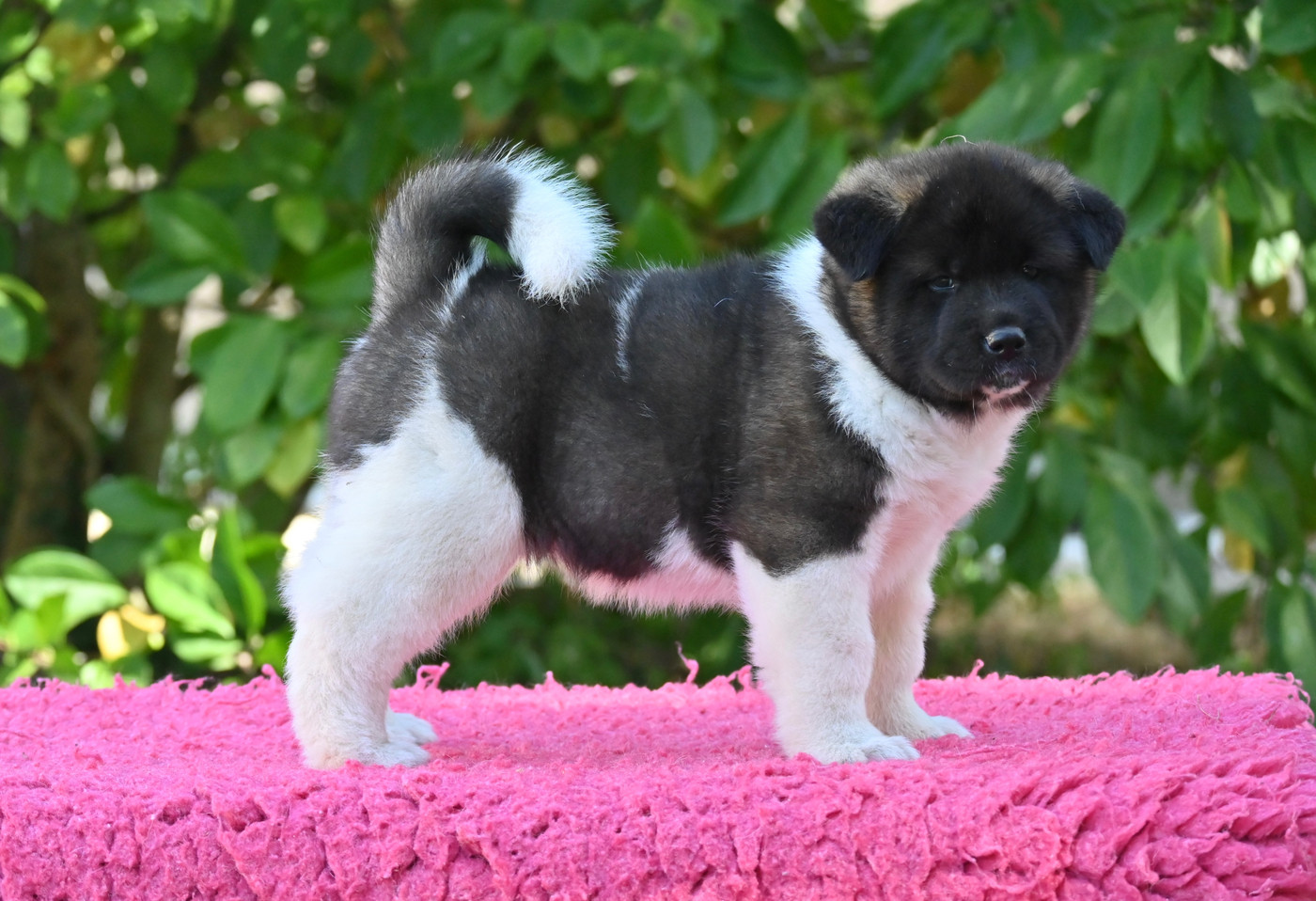 Something Paint - Chiots disponibles - Akita americain