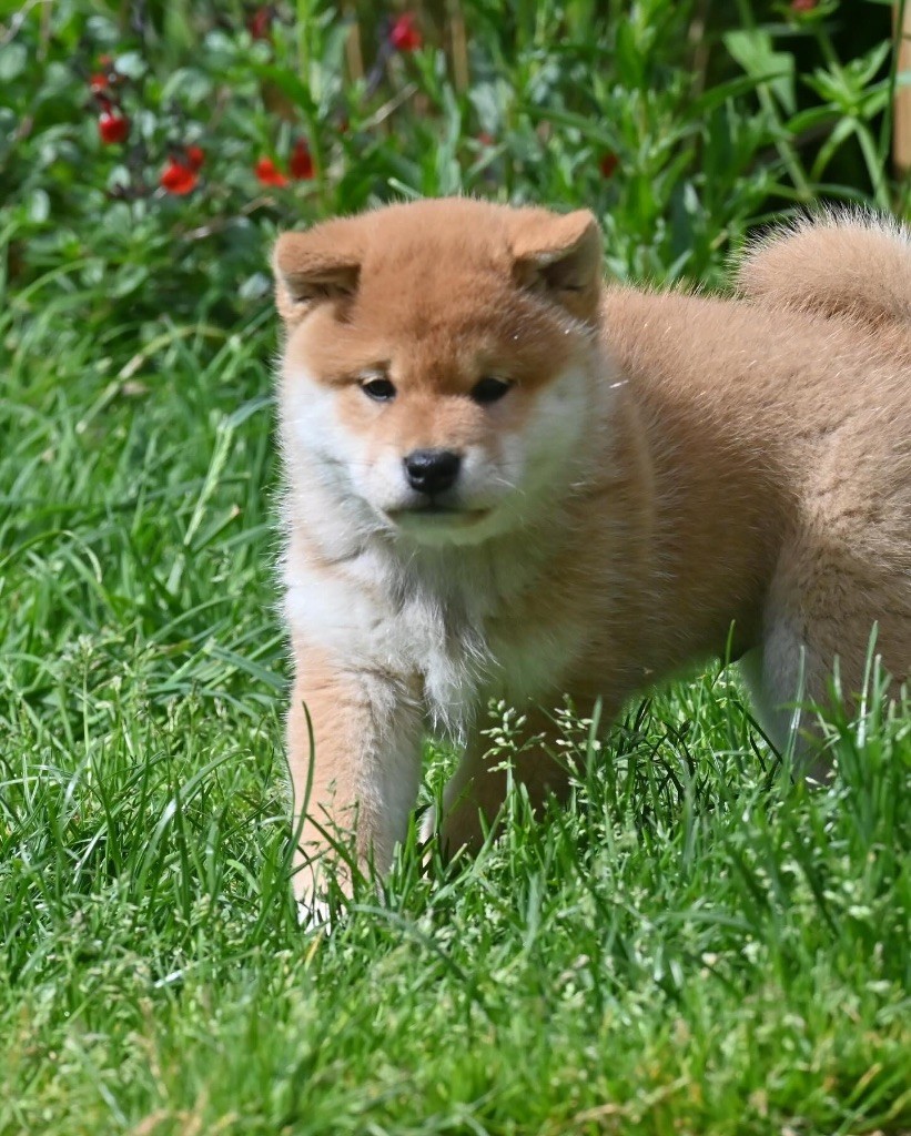 Something Paint - Chiots disponibles - Shiba