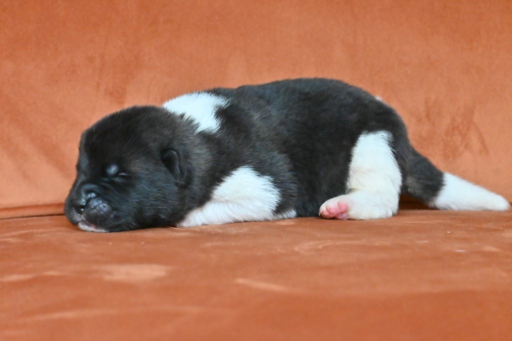 Something Paint - Chiots disponibles - Akita americain