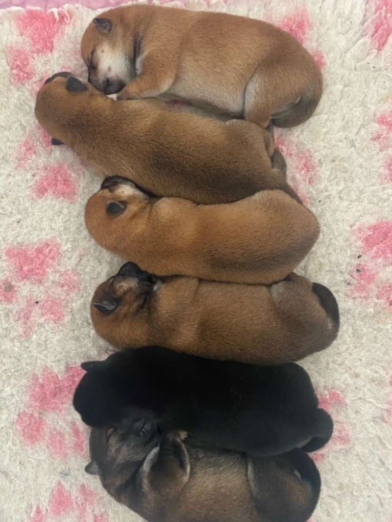 Something Paint - Chiots disponibles - Shiba