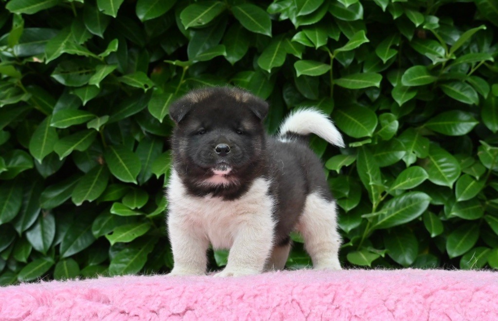 Something Paint - Chiots disponibles - Akita americain